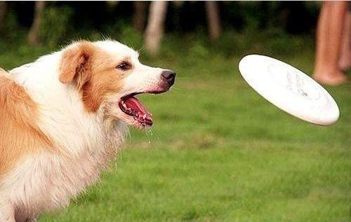 手拿训狗手册吃瓜,轻松吃瓜看狗狗成长记