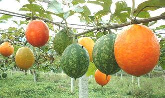 试管可以吃吊瓜吗,探索新型食用植物栽培方法