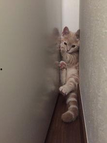 秀恩爱的网红猫咪,网红猫咪秀恩爱瞬间