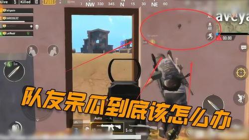 吃鸡快乐呆瓜图片,快乐呆瓜的欢乐之旅