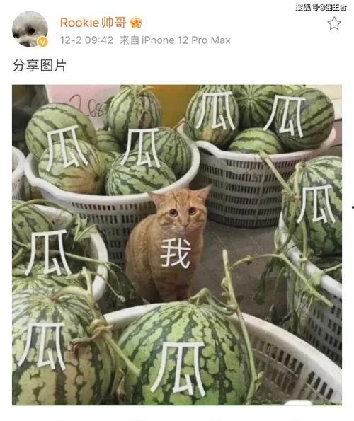 柔弱吃瓜,揭秘娱乐圈幕后真相