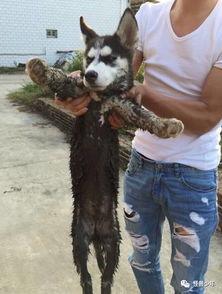 明星狗爬,揭秘娱乐圈宠物的独特魅力