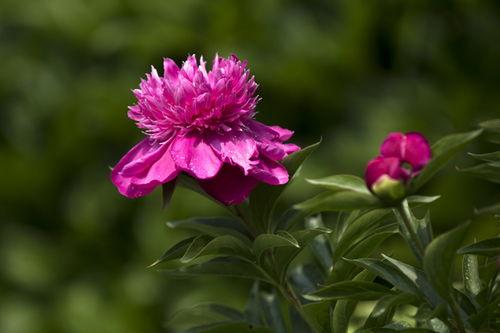 今日头条花草叫什么草,花草名称背后的奇妙世界