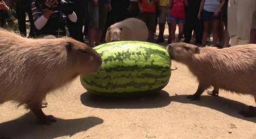 吃瓜的机子,揭秘娱乐圈背后的秘密与真相