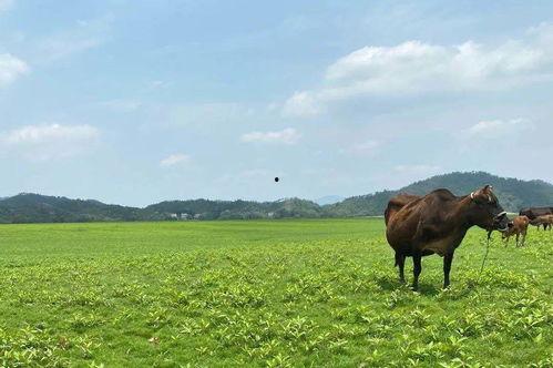 早上的网红草原,探寻自然之美与网红魅力