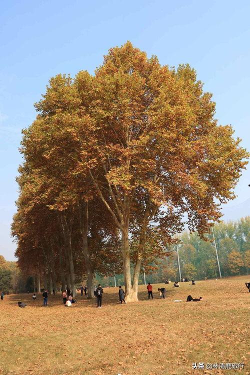 今日头条中的梧桐